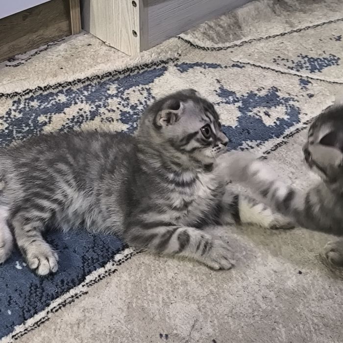 Котята породистые