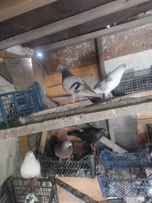 Vând porumbei voiajori la bucata