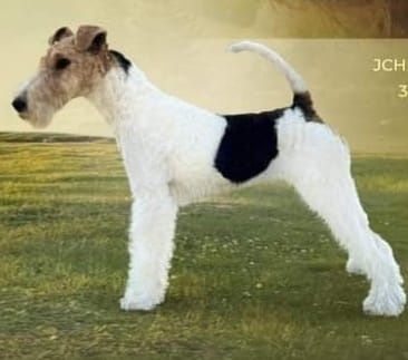 Femela Fox terrier