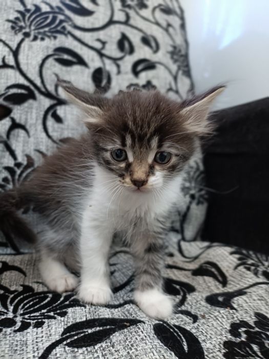 Отдам котят в добрые руки
