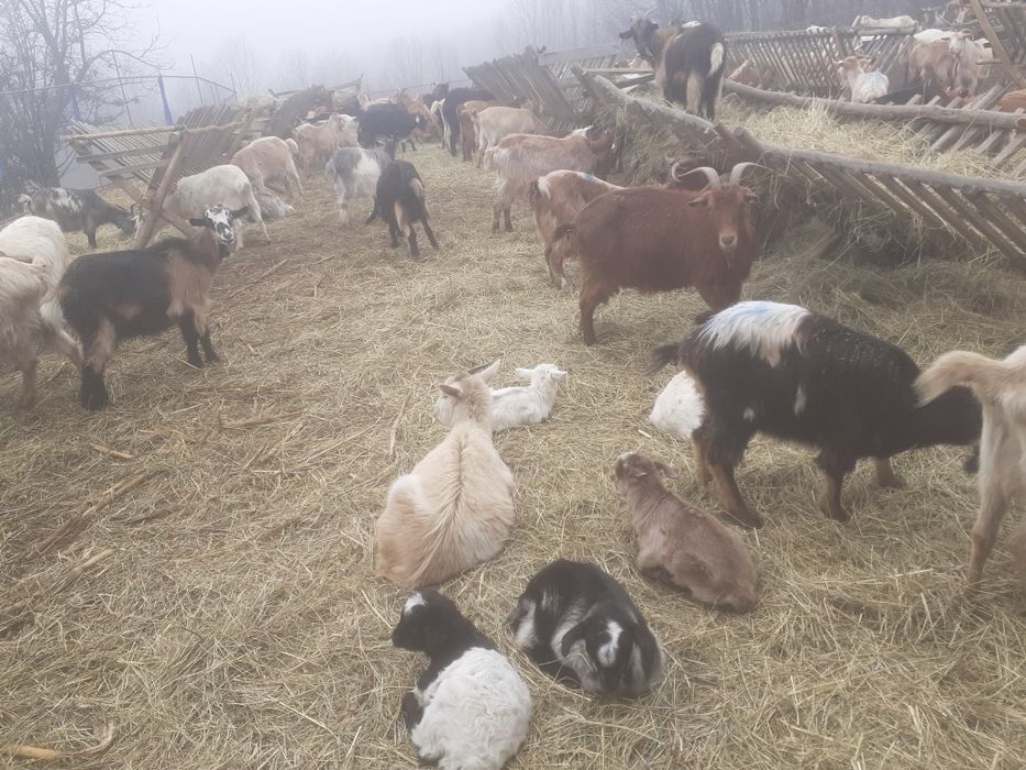 Capre fatate și gestante