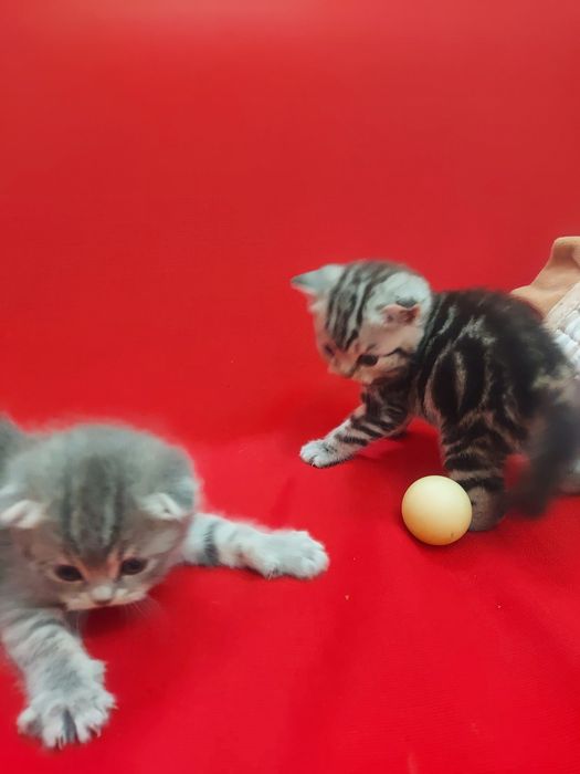 Продаю породистых котят