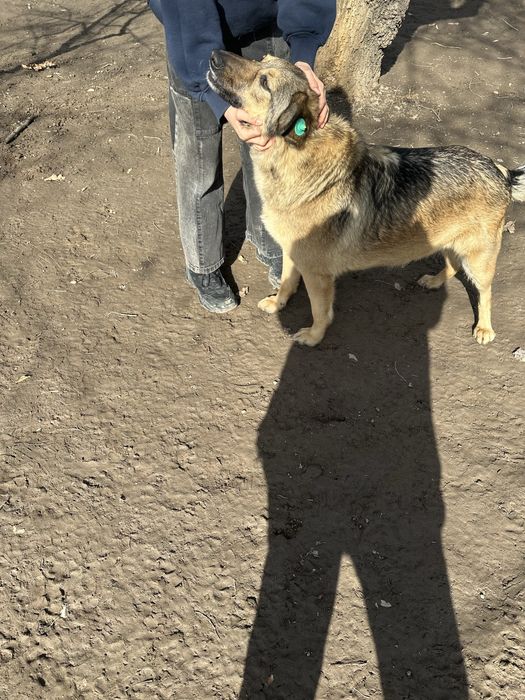 Пристраивается собака!