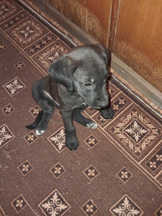 Отдам щеночка  в добрые руки