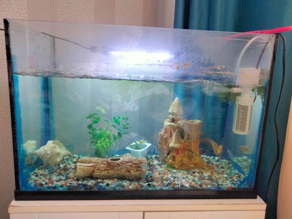 Аквариум с рыбками