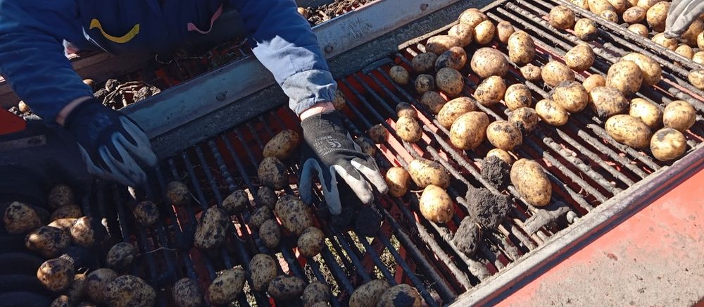 Cartofi de sămânță soraya