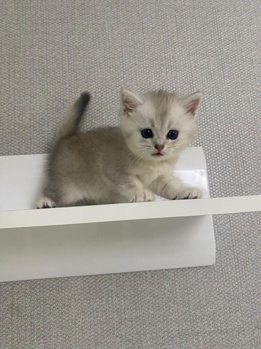 Продам котенка мальчика, возраст 1 мес и 3 нед,  британская шиншилла