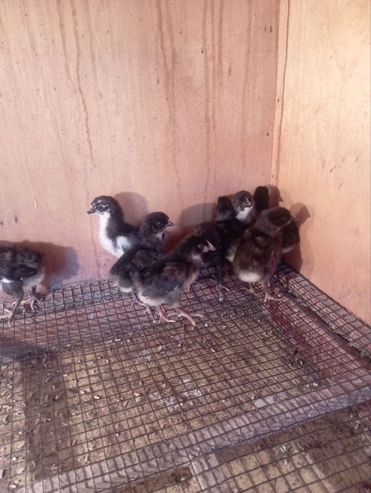 Adler jojalari sotiladi 25 mindan