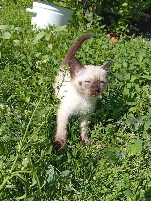 Бесплатно котята