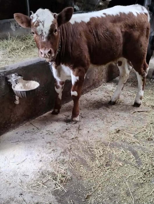 De vânzare 3 vițele două bălțate, si una brună  din mame bune de lapte,
Se vând și la bucată, se pot vedea la fața locului, mai multe detalii la Nr de