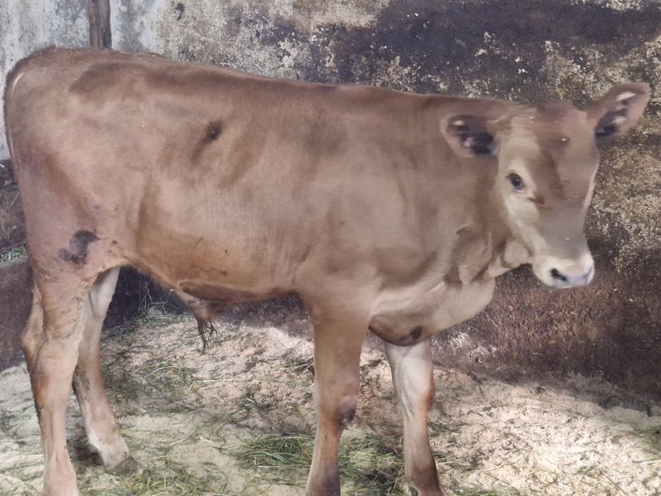Vand o vitica belgiana si un tauras Angus