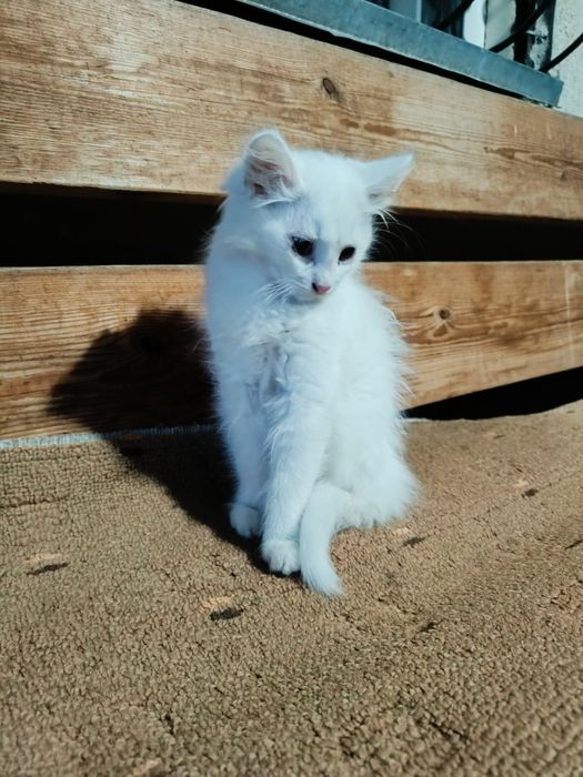 Отдадим котят в добрые руки!