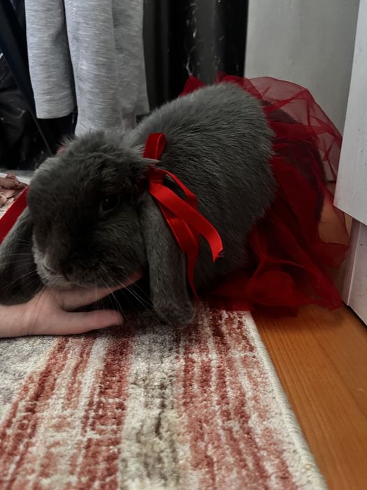 серенький кролик