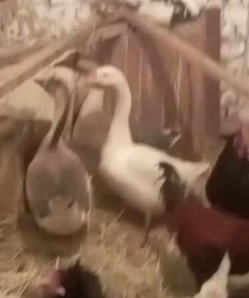 G'oozlar 6 oy. Srochna