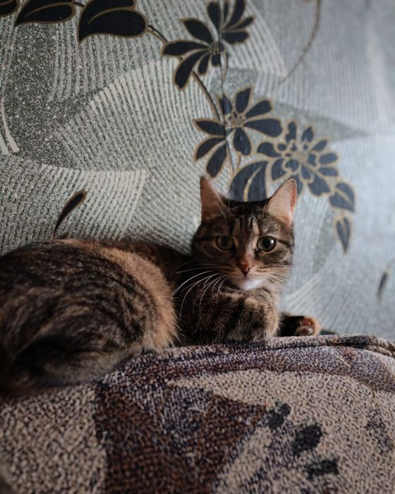 Отдам кошку(Лола)