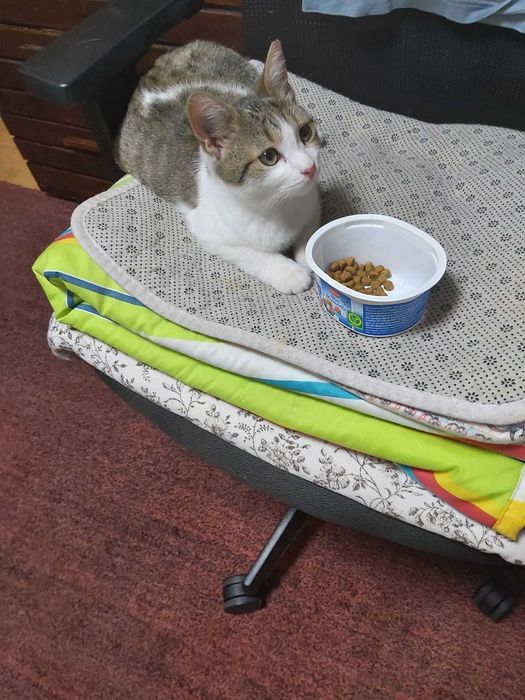 Ofer adoptie motanel de 3 luni