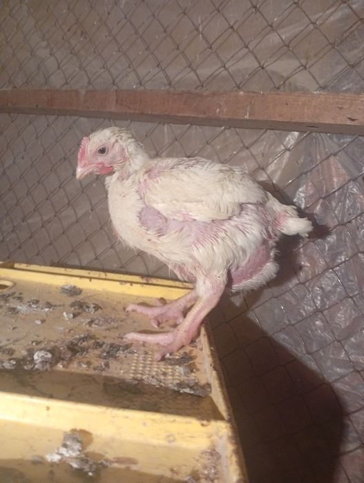 Бройлер сатылады