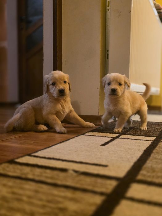 Бебета Голдън ретривър