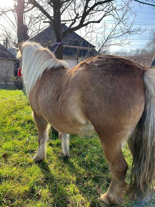 Vând poneiță      .
