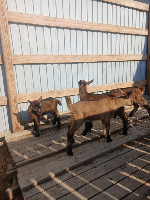 Ешкі сүті, құрт-майы сатылады.