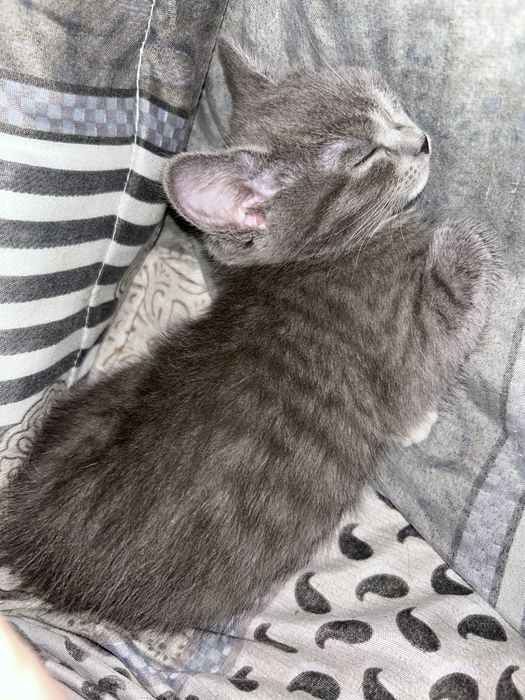 отдам котят в хорошие руки!