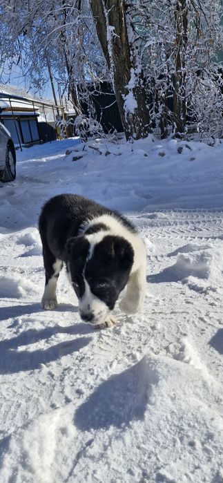 Продам супер алабайчика