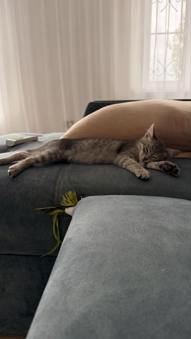Котенок в добрые руки