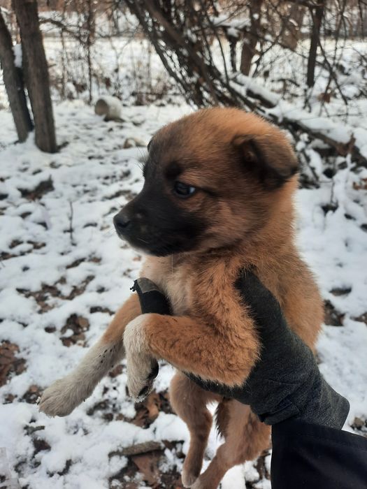 Щеночек в добрые руки