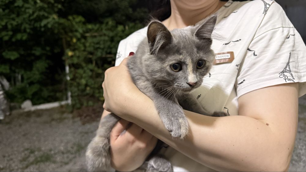 Кошки, бесплатно
