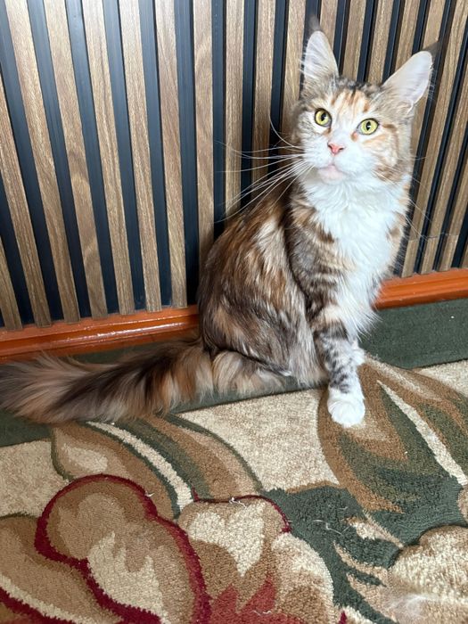 Мейн Кун девочка