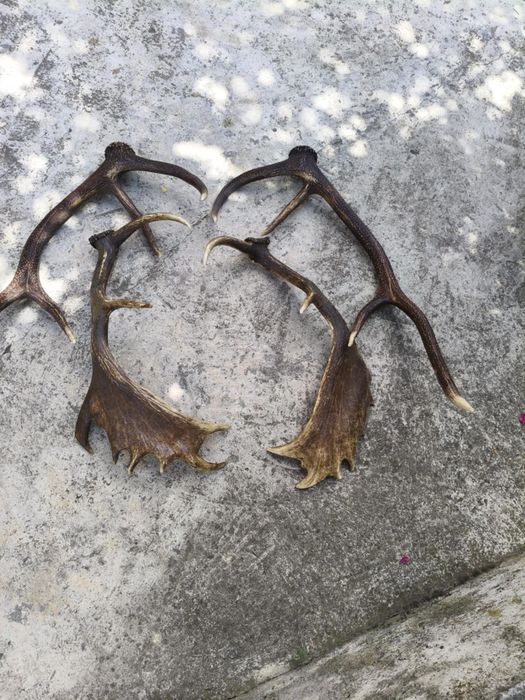 Еленски рога два чифта