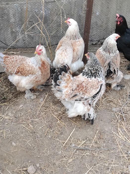 Тауықтар сатылады