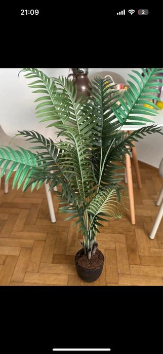 Planta decorativa jysk