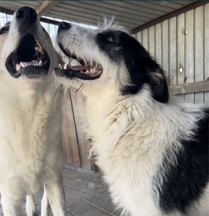 Екі итке мейрімді жанұя іздейміз