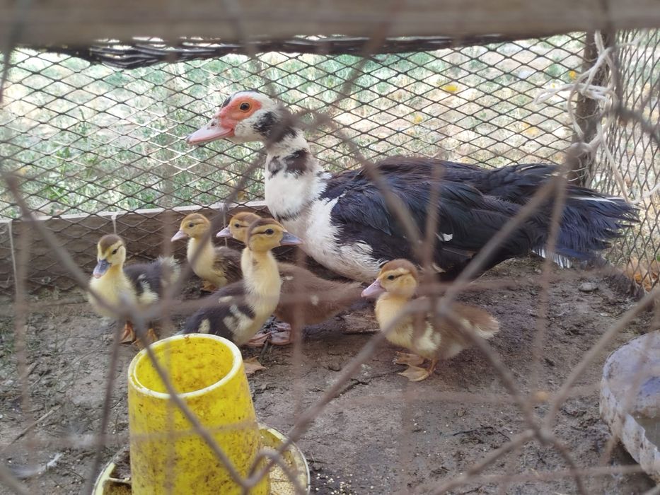 Үйрек балапандарымен бағасын келісеміз