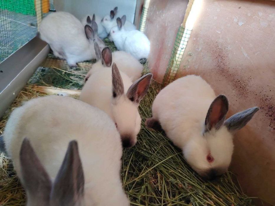 Kaliforniya quyon bolalari sotiladi 2 oylik