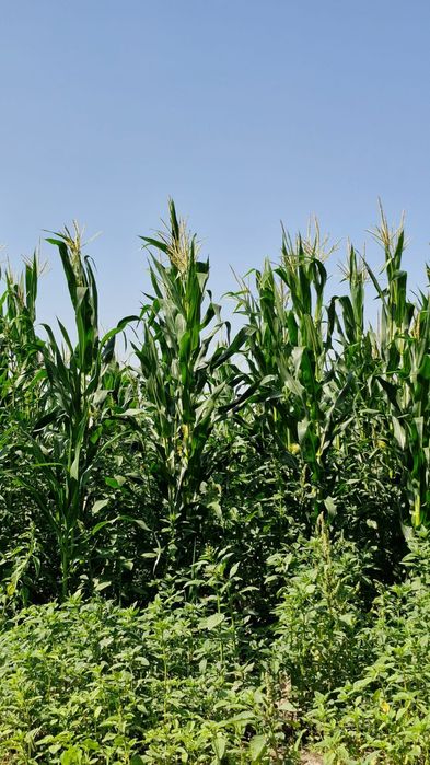 Кукуруза (силос с поля)