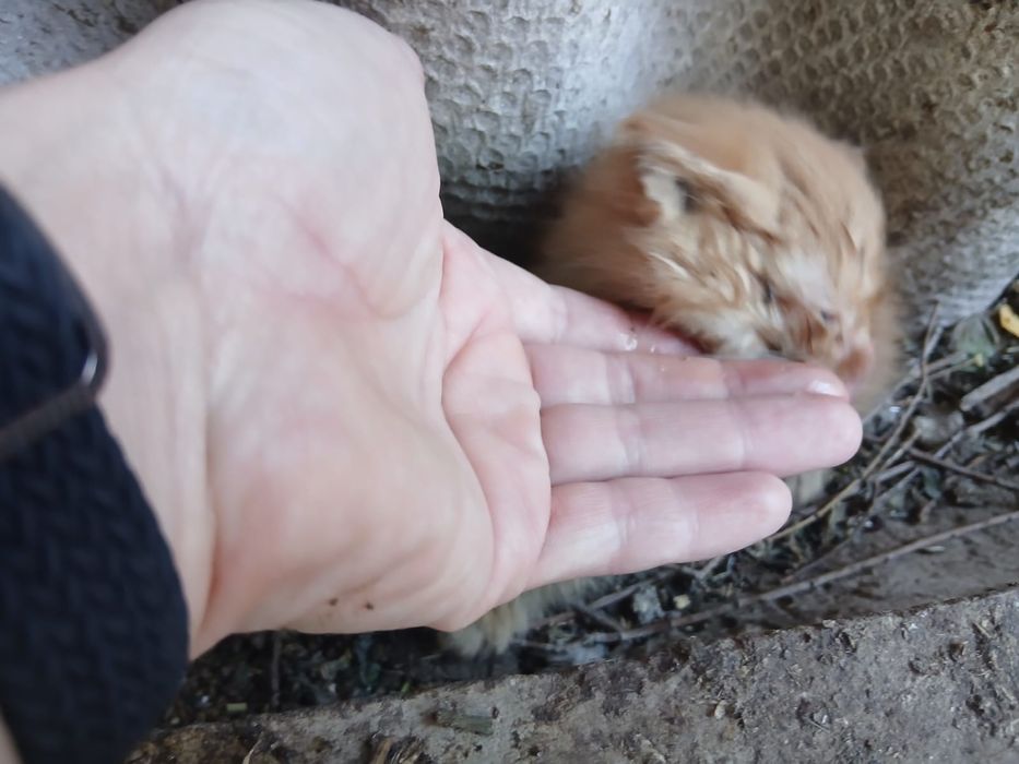 Котята бесплатно