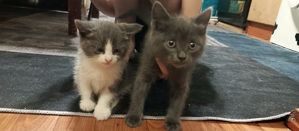 Отдам котят в добрые руки!