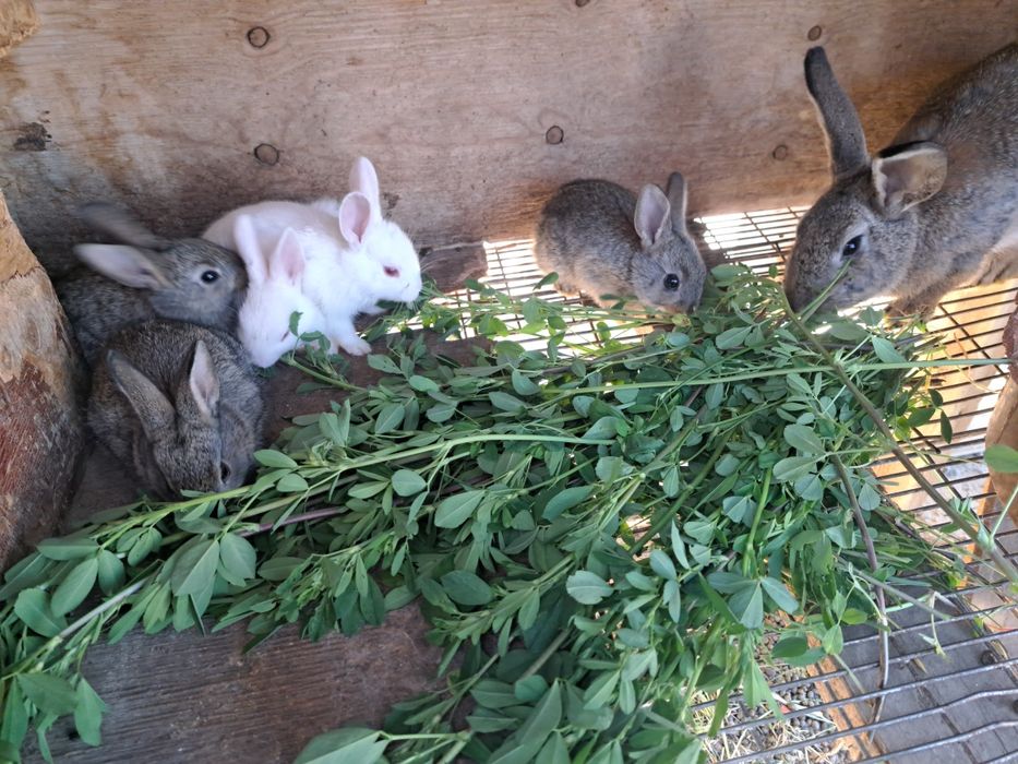 Кролики домашние животные