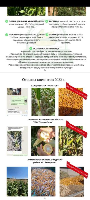 Семена кукурузы, гибрид кукурузы