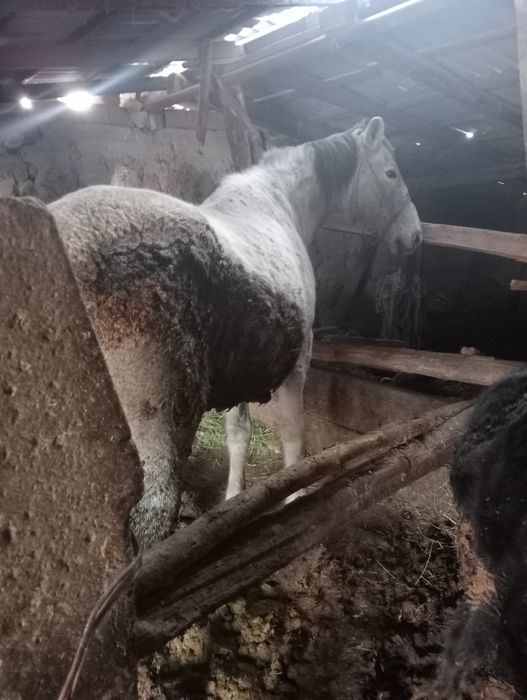 Бордақы бие сатылады.