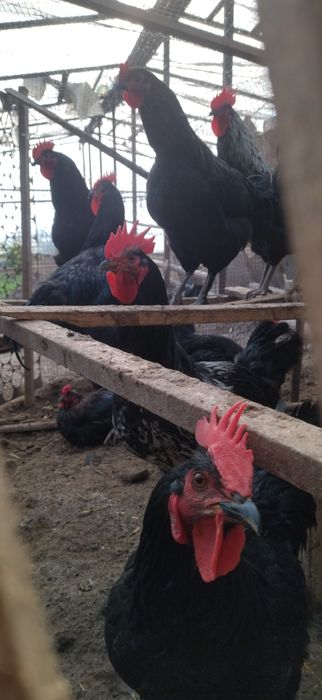 Qora shaxzoda xorozlar sotiladi