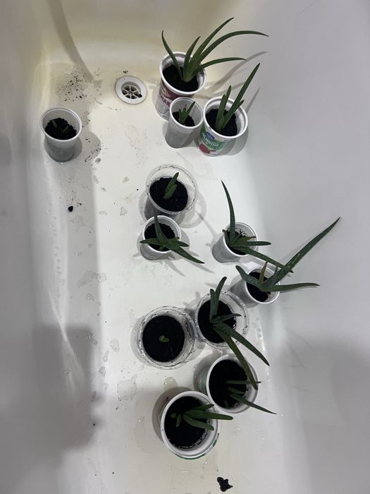 Алоэ вера лечебный