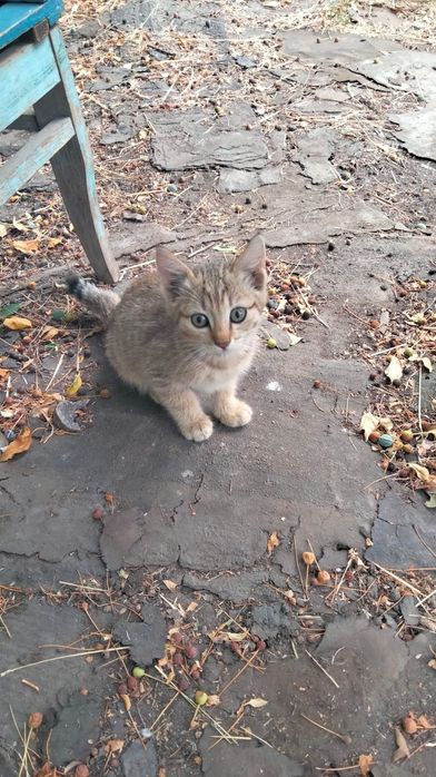Отдам котят в хорошие руки