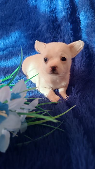 Щенки  чихуахуа мальчик и девочка