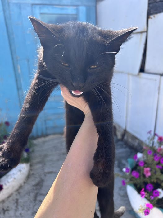 Кошечка в добрые руки
