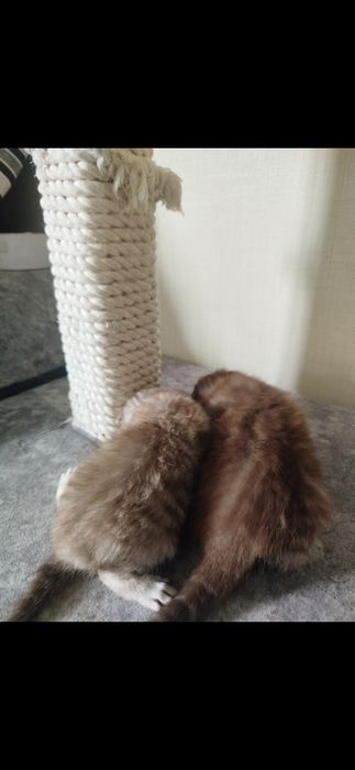 Котята породистые