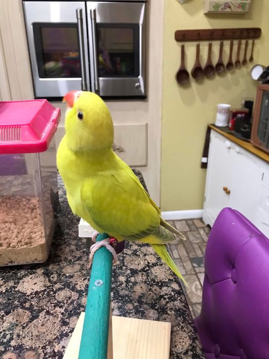 Micul Alexandru pui blanzi Alexander