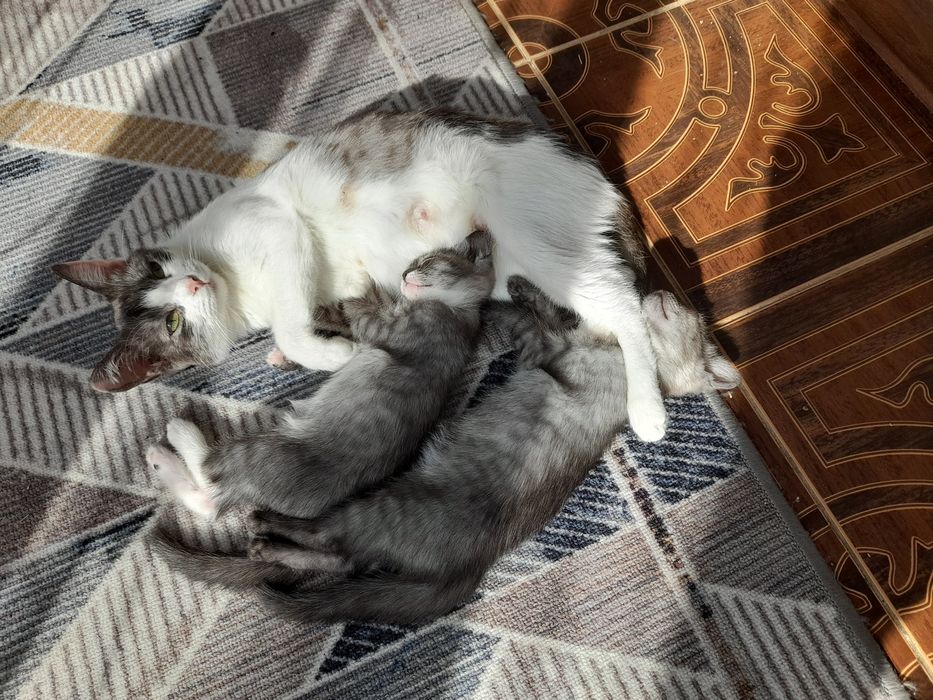 Котята бесплатно